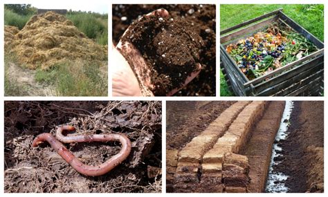 Diferencias Entre Esti Rcol Humus Sustrato Turba Y Compost