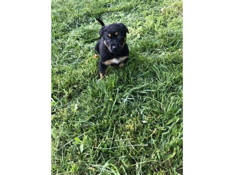 German Shepherd Rottweiler Mix Puppies Temecula - Puppies for Sale Near Me