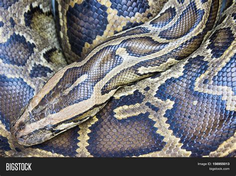 Boa Snake Skin Alive Image & Photo (Free Trial) | Bigstock