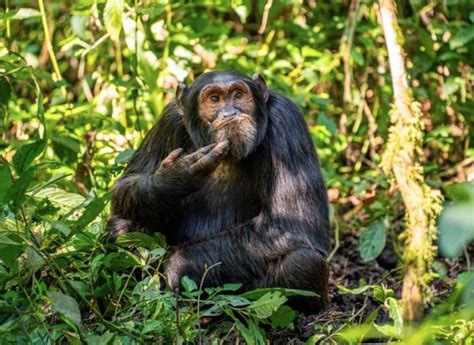 De esquilo preso a louva a deus dançarina Concurso de fotos mais