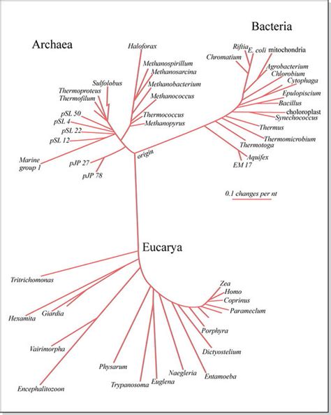 Phylogenetic Tree For Bacteria Archaea And Eucarya Flickr Photo