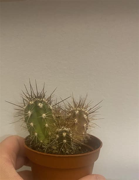 Why Are One Of My Cacti Discolored Rcactus