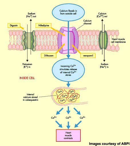 Calcium Channel Blockers Mechanism of Action - Gavin Wilson