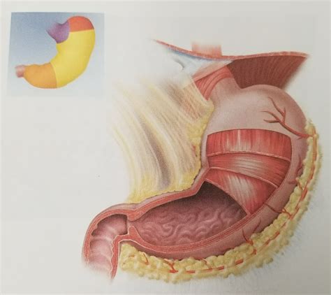 Gross Anatomy Of Stomach Diagram Quizlet