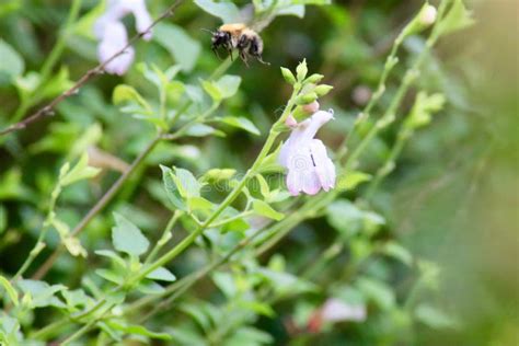 Bumblebee Flying Towards Salvia Flowers Stock Photo Image Of Flying