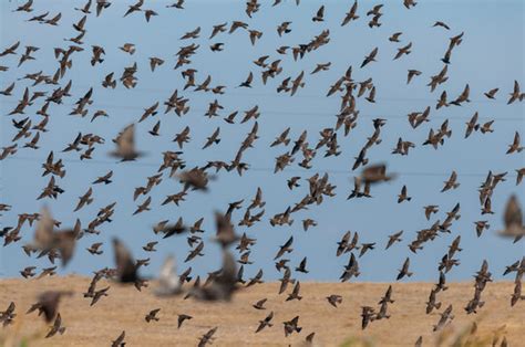 Starling In Flight Images Browse 36948 Stock Photos Vectors And