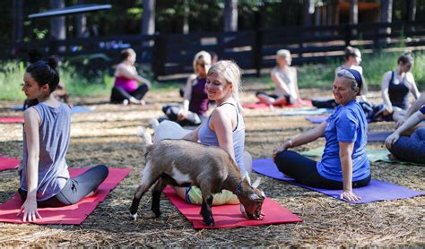 Gewe Hel Dig Hier In Eindhoven Doe Je Mee Aan Yoga Met Geiten En Dit