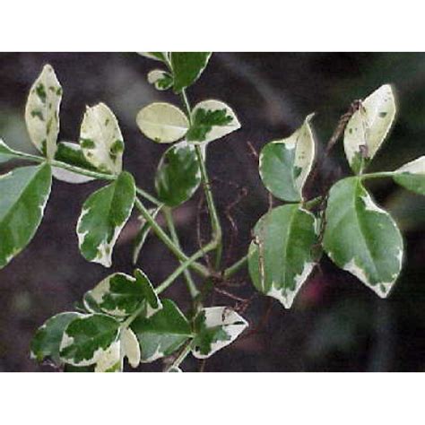 Pandorea Jasminoides Variegata