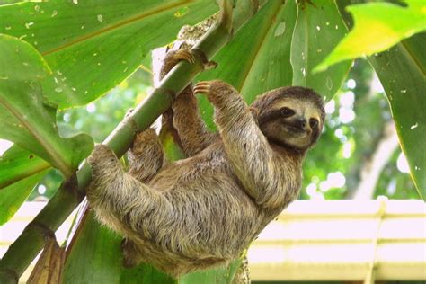 Three Toed Sloth Critterfacts