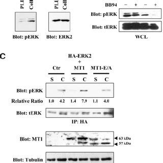 Collagen Induced Erk Activation Promotes Mt Mmp Activity A Ht