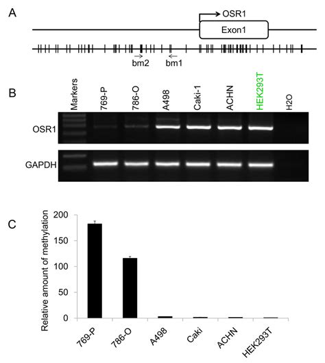 A Schematic Structure Of Osr1 Promoter Cgi The Transcription Start