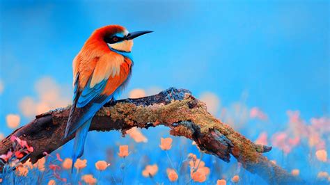 Bird Wallpapers (109 images) - WallpaperCosmos