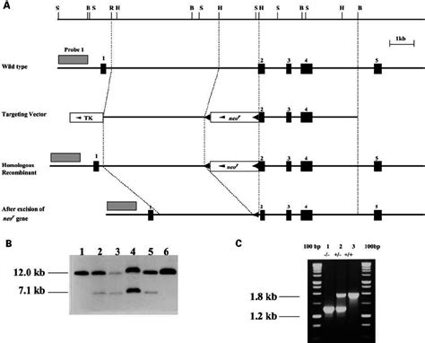 Targeted Disruption Of The Galns Gene A The Structure Of The Download Scientific Diagram