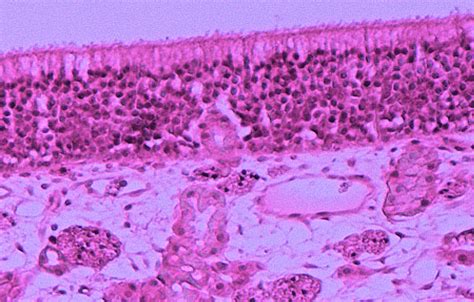 Nasal Histology.