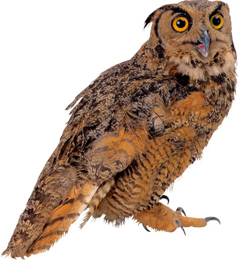 Owl Png