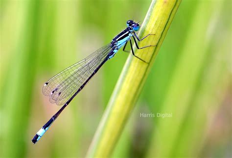 Blue Tailed Damselfly Harris Digital