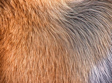 Sydney School of Veterinary Science - Faculty of Science