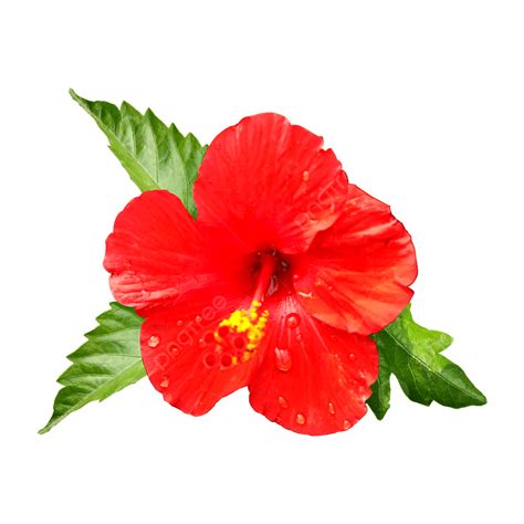 Hibiscus Png Picture Hibiscus Image Hibiscus Flowers Red Png Image For Free Download