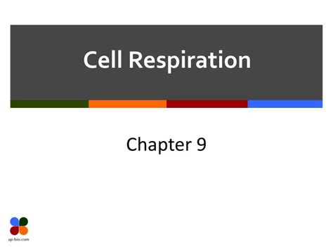 Ppt Cell Respiration Powerpoint Presentation Free Download Id1904793