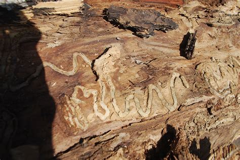 Signs Of Emerald Ash Borer EAB Be A Smart Ash