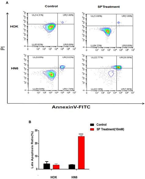 Effects Of Sodium Propionate SP On The Apoptosis Of OSCC Cells A The