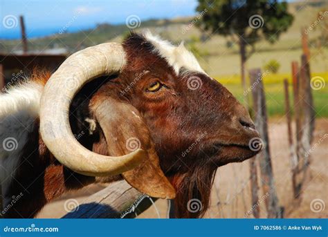 African Boer Goat Royalty Free Stock Image - Image: 7062586