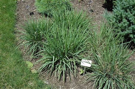 Purple Lovegrass Eragrostis Spectabilis In Naperville Aurora Batavia Oswego Chicago Wheaton