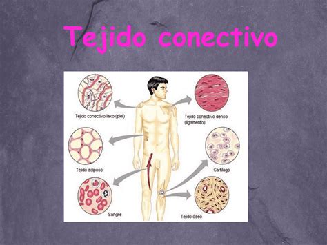 Tejido Epitelial Histologíco Esquemas Y Mapas Conceptuales De Integración De Información Docsity