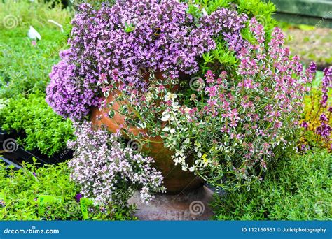 Variety of Thyme Flowers Blossom Stock Image - Image of blossom, blooming: 112160561