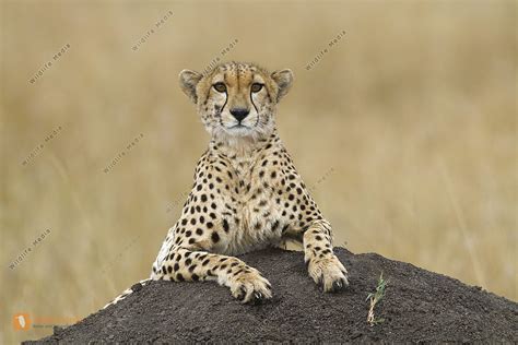 Gepard Jungtier Bild Bestellen Naturbilder Bei Wildlife Media