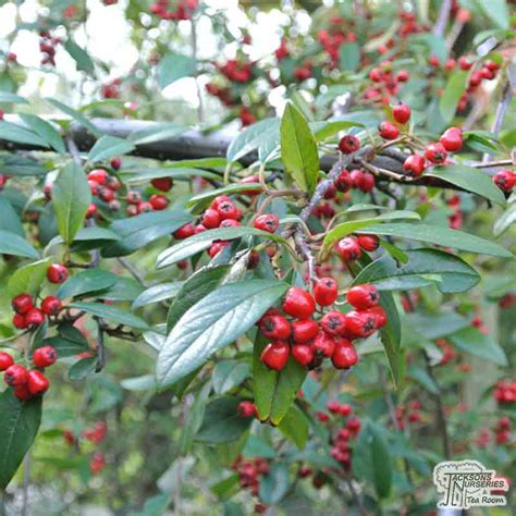 Buy Cotoneaster Hybridus Pendulus Cotoneaster In The Uk