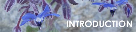 Section Introduction Mooc Botanique Les Plantes Et Leurs Usages