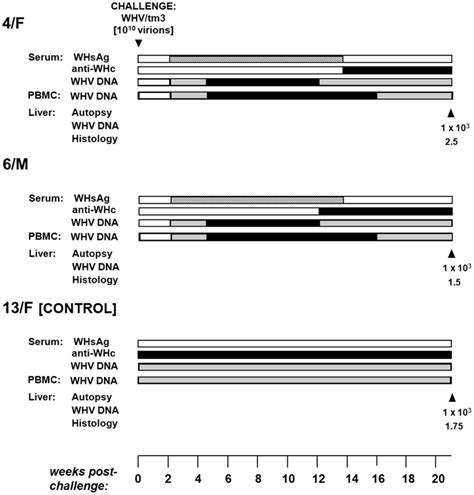 Profiles Of Serological Markers Of Whv Infection And Whv Dna Detection