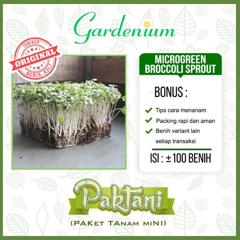 Jual Benih Microgreen Broccoli Sprout Organik Unggul Paktani