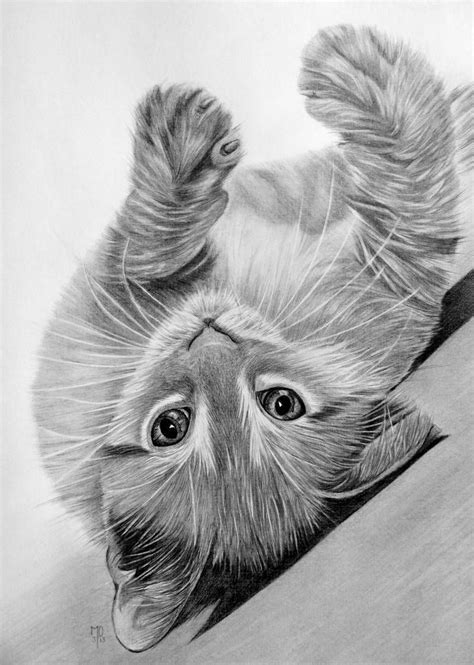 A Rolling Cat In Graphite By Mo62 Katten Tekening Dieren Tekenen