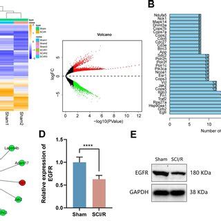 High Throughput Sequencing And EGFR Expression Detection In Spinal Cord