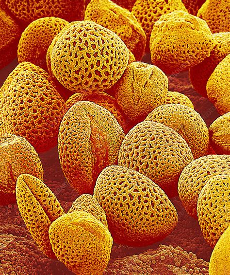 Lily Pollen SEM Stock Image B786 0673 Science Photo Library