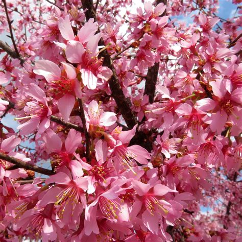 Okame Taiwan Flowering Cherry Tree 5 6 Etsy