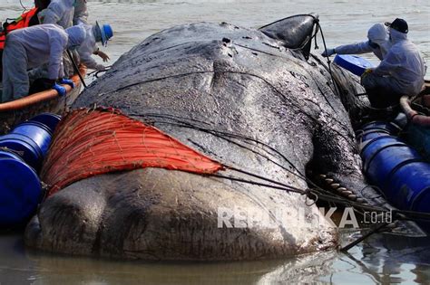 Seekor Paus Terdampar Dan Mati Di Pantai Pulau Sumba Republika Online