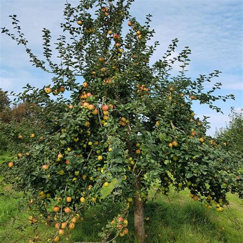 Pommier Reinette De France Malus domestica variété ancienne