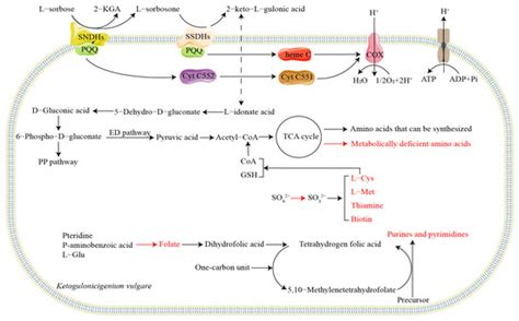 Fermentation Special Issue New Research On Strains Improvement And