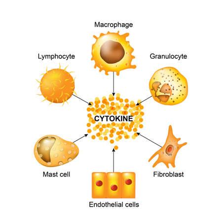 Cytokines Are Produced By Macrophages Lymphocytes Mast Cells