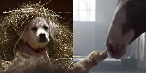 Watch Budweiser’s Beloved Puppy Commercials Right Here! | Super Bowl ...