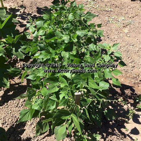 Spartan Arrow Bean Victory Seeds® Victory Seed Company