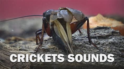 Cricket Chirping Sound Loud Sounds Six Hour Background Noise Youtube