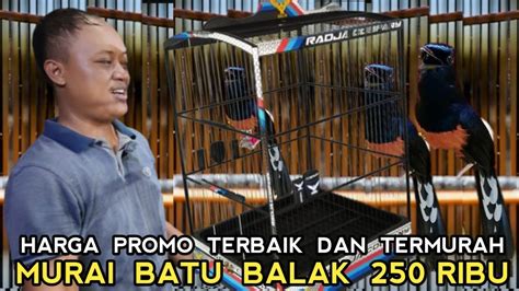 TAK SEMAHAL JAMANKU MURAI BATU SEMEWAH INI CUMA 250 RIBU DI PASAR