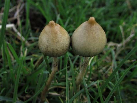 Liberty Cap