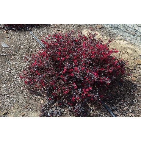 Reviews For Vigoro 2 Gal Ever Red Mini Loropetalum Evergreen Shrub