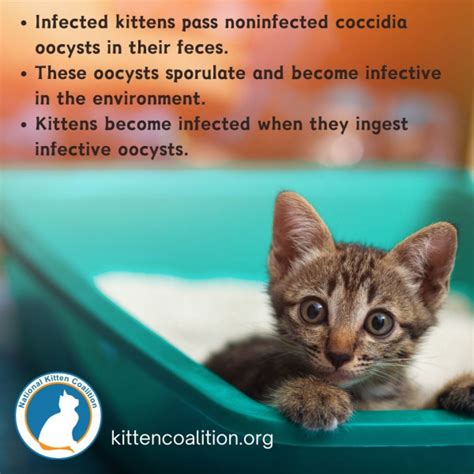 Coccidiosis In Kittens National Kitten Coalition