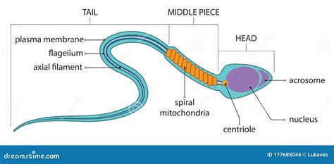 Sperm Cell Labelled Diagram